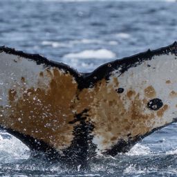 Fluke of HW-MN1307266