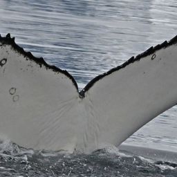Fluke of HW-MN1307268