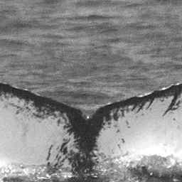 Fluke of CRC-12426
