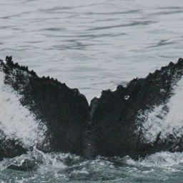 Fluke of KBAY-Y171
