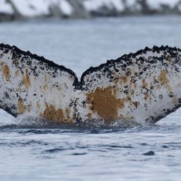 Fluke of HW-MN1307279