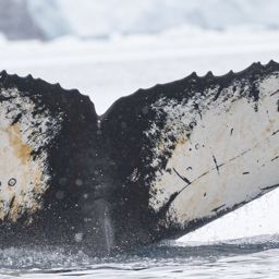 Fluke of HW-MN1307291