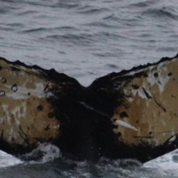 Fluke of HW-MN1307293