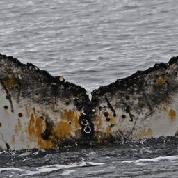 Fluke of HW-MN1307300