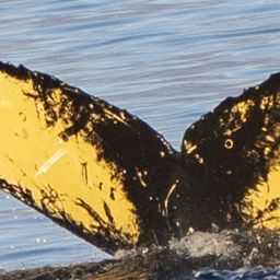 Fluke of HW-MN1307322