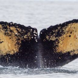 Fluke of HW-MN1307323