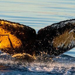 Fluke of HW-MN1307328