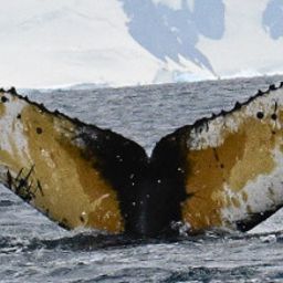 Fluke of HW-MN1307333
