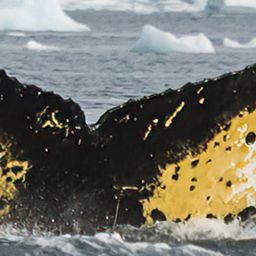 Fluke of HW-MN1307339