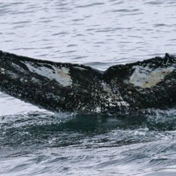 Fluke of HW-MN0410499