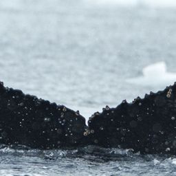 Fluke of HW-MN1307363