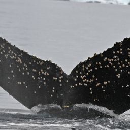 Fluke of HW-MN1307364