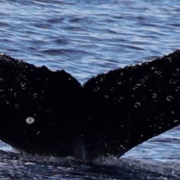 Fluke of HW-MN1307369
