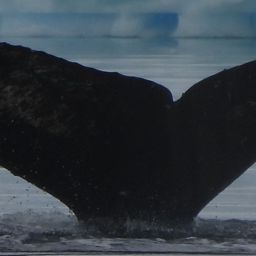 Fluke of HW-MN1307370