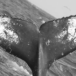 Fluke of CRC-12459