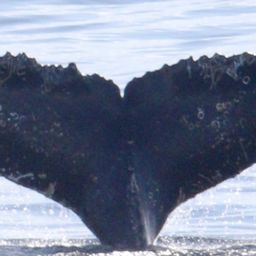 Fluke of HW-MN1307375