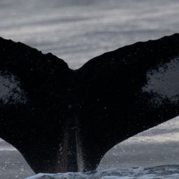Fluke of HW-MN0445049