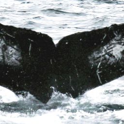 Fluke of HW-MN0410518