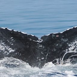 Fluke of HW-MN0445052