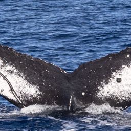 Fluke of HW-MN0445053