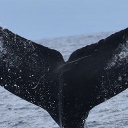 Fluke of HW-MN0445056