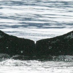 Fluke of HW-MN0410481