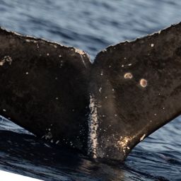 Fluke of Bumper
