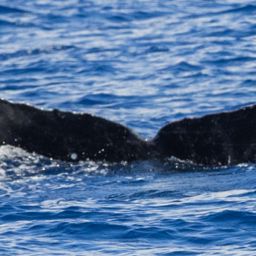 Fluke of HW-MN0445075
