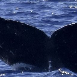 Fluke of HW-MN0445093