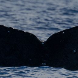 Fluke of HW-MN0445100