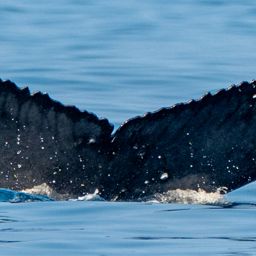 Fluke of CRC-23349