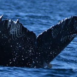 Fluke of HW-MN0524552