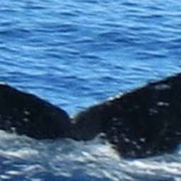 Fluke of HW-MN0524555