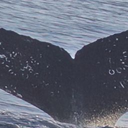 Fluke of HW-MN0524556