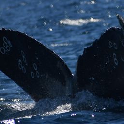 Fluke of HW-MN0524557