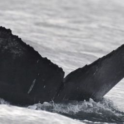 Fluke of HW-MN0524561