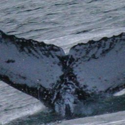 Fluke of GWAK-P144