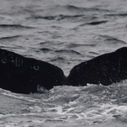Fluke of HW-MN0524568