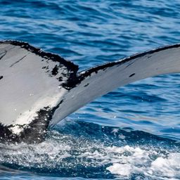 Fluke of HW-MN0445107