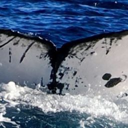 Fluke of HW-MN0445110