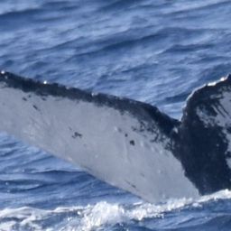 Fluke of HW-MN0445111
