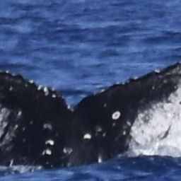 Fluke of HW-MN0445118