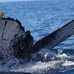 Fluke of HW-MN0445121