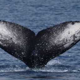 Fluke of HW-MN0445124
