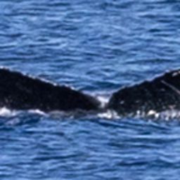 Fluke of HW-MN0445132