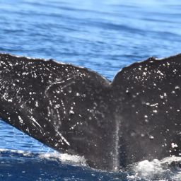 Fluke of GWAK-P341