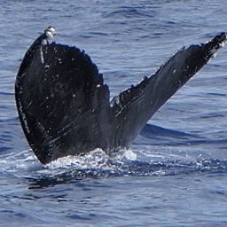 Fluke of HW-MN0445147