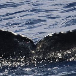 Fluke of 2024-2025 calf of HW-MN0440719