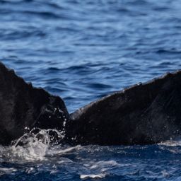 Fluke of HW-MN0445163