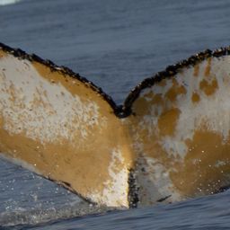Fluke of HW-MN1307377